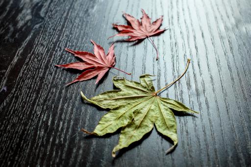 Two red leaves and one green leaf on a table