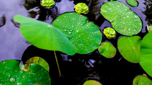 Many lotus leaves floating in a pond