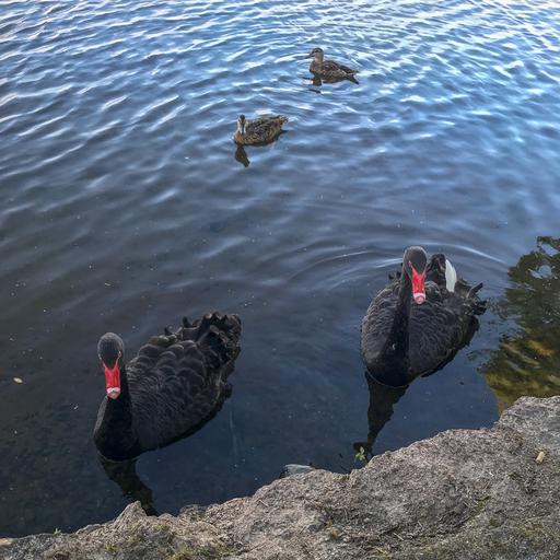 Two adult swans and two baby swans in a pond