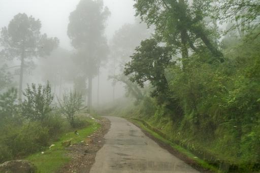 A rainforest with passage may be leading to treasure