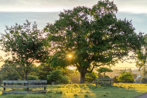 Big tree with two boys next to it