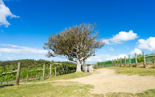 A tree which is old and two barrels next to it
