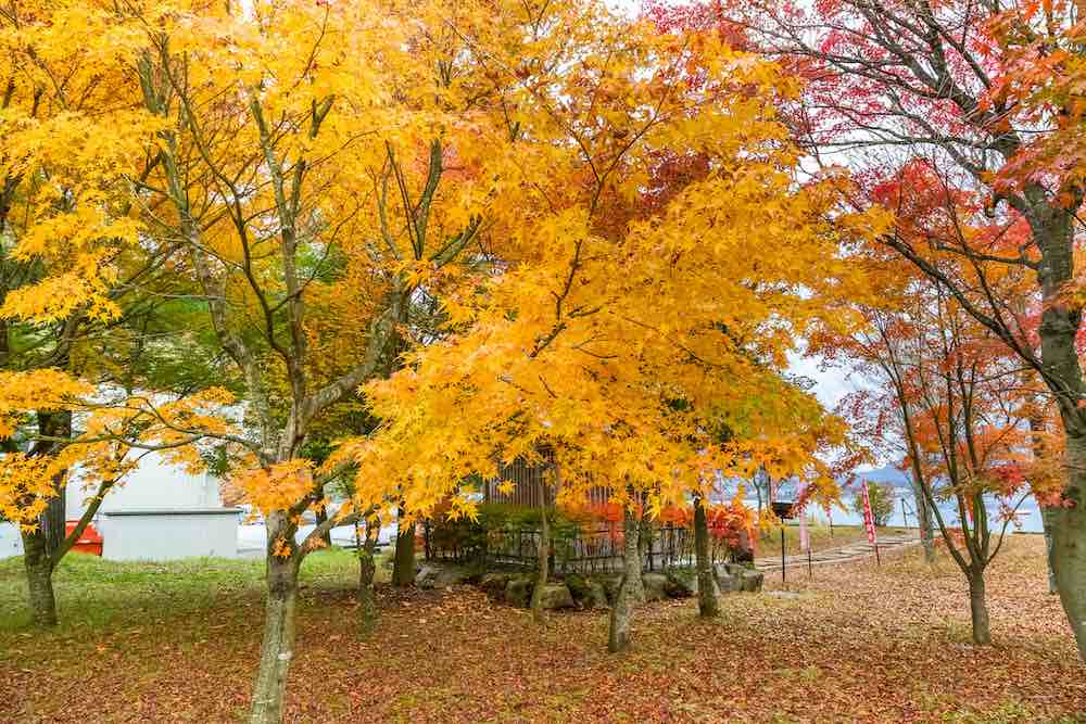 Small Kids Are About To Be Picked From The Grass